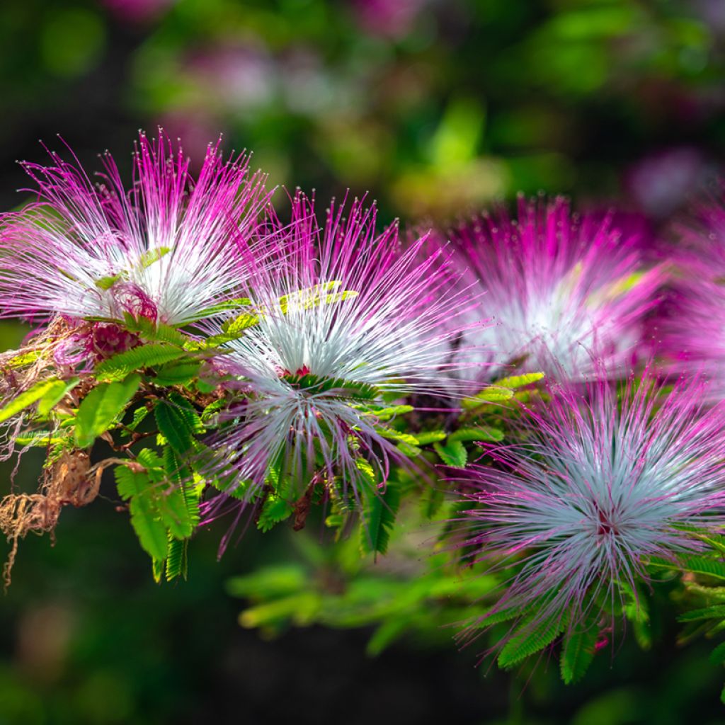 Acacia de Constantinopla Rosea - Albizia