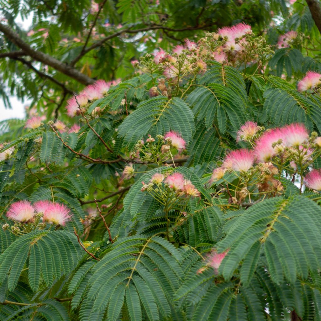 Acacia de Constantinopla Rosea - Albizia