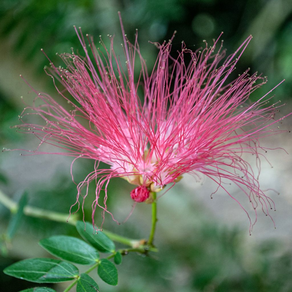 Acacia de Constantinopla Rosea - Albizia