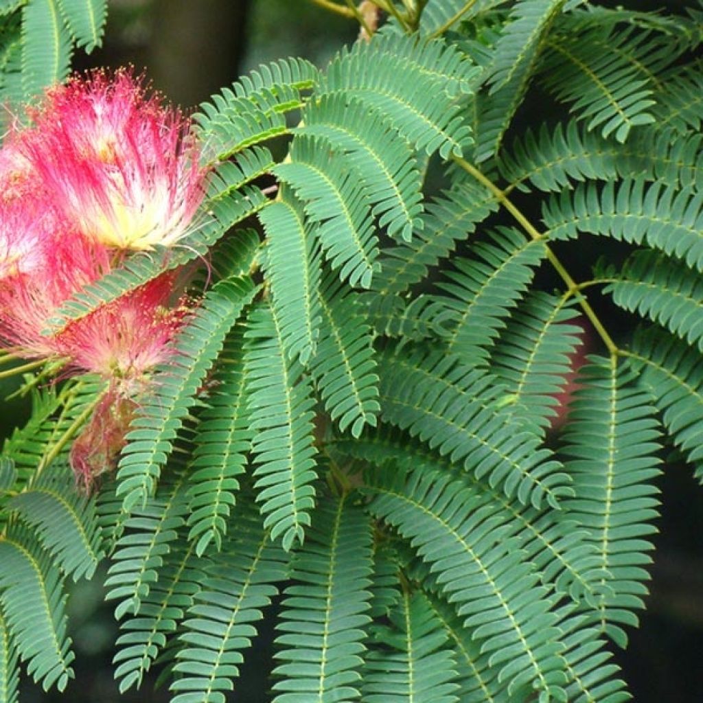 Albizia julibrissin Rouge Selection - Arbre à soie