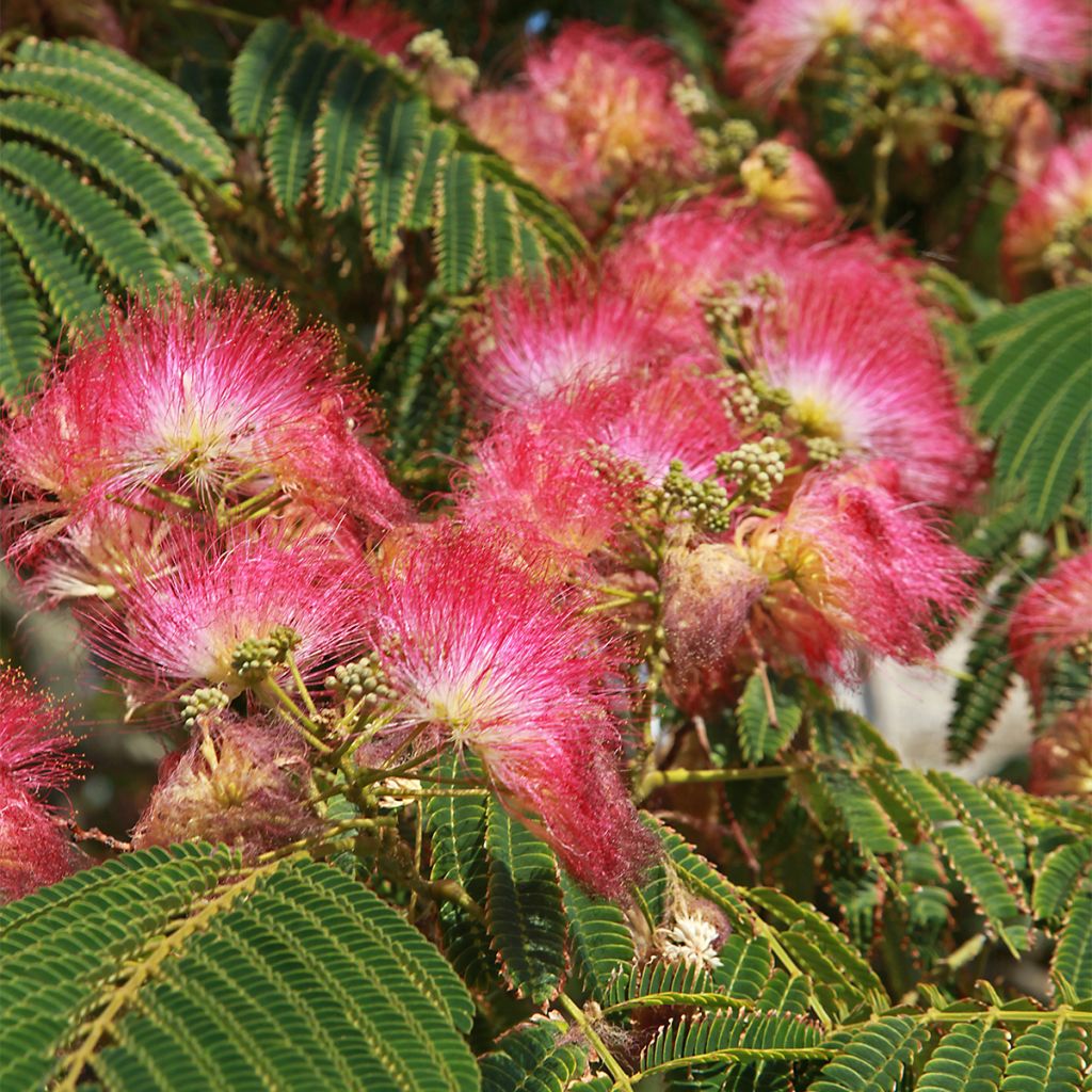 Albizia julibrissin Shidare - Arbre à soie pleureur