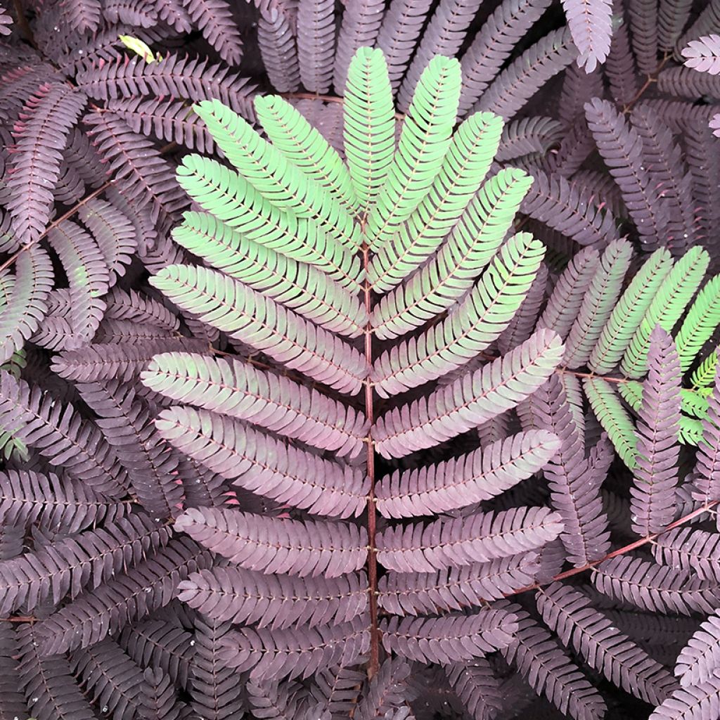 Acacia de Constantinopla Summer Chocolate - Albizia