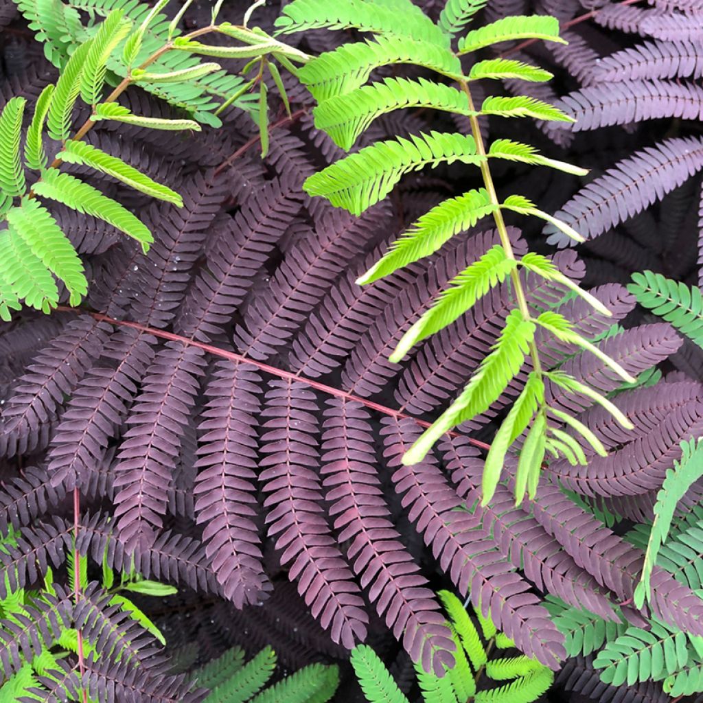 Acacia de Constantinopla Summer Chocolate - Albizia