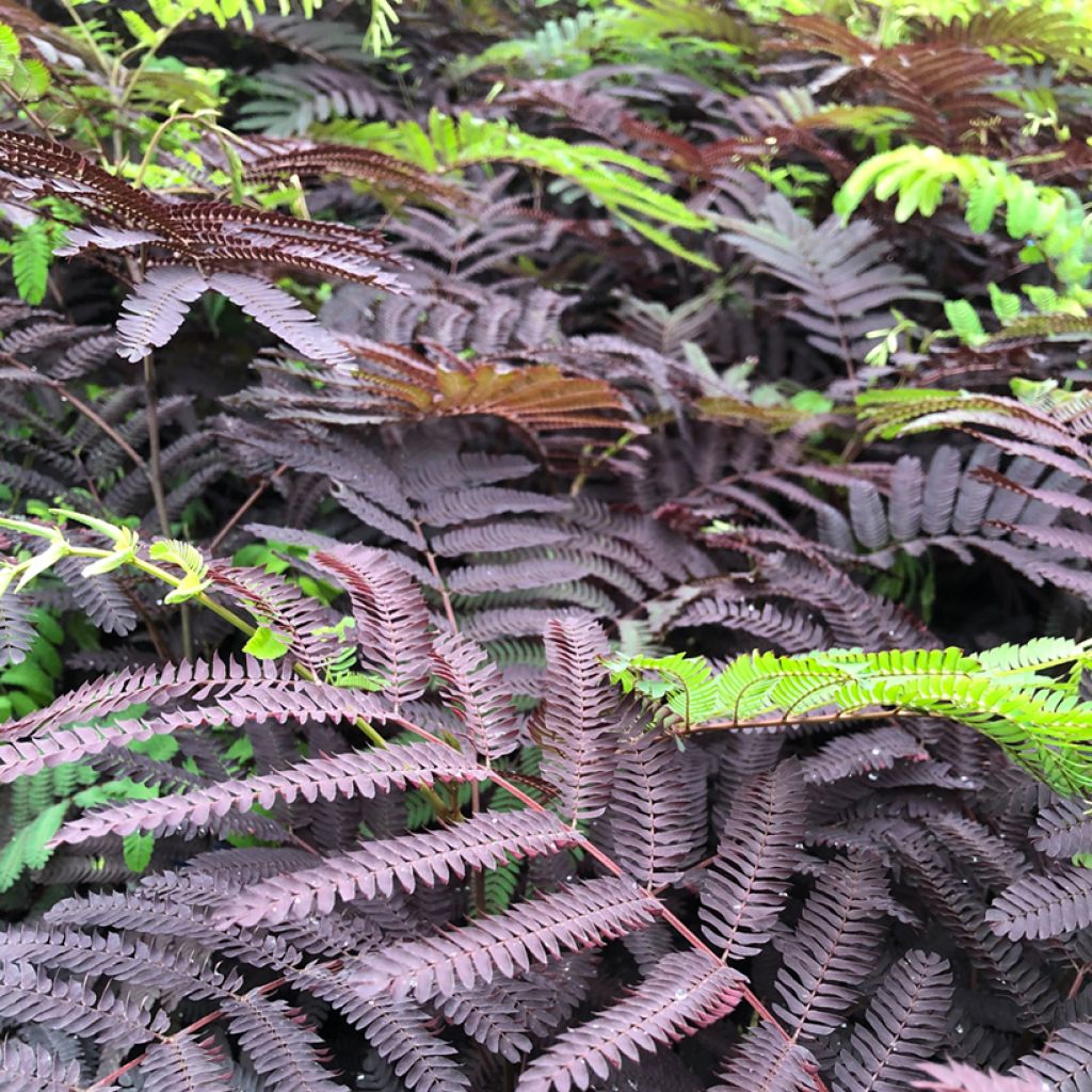 Acacia de Constantinopla Summer Chocolate - Albizia