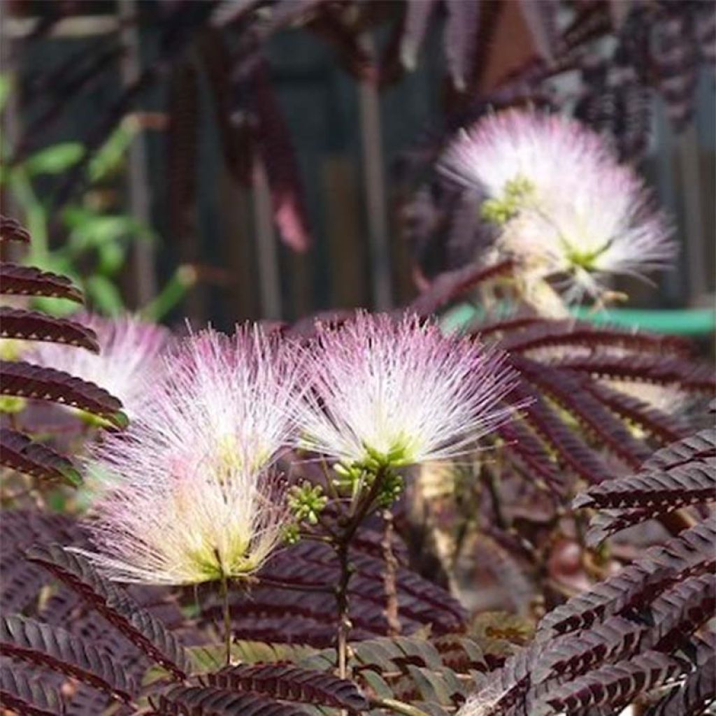 Acacia de Constantinopla Summer Chocolate - Albizia