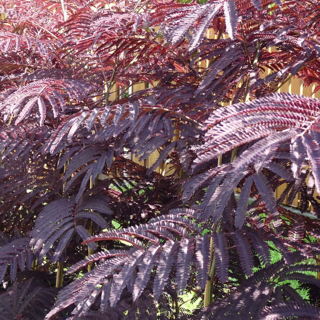 Acacia de Constantinopla Summer Chocolate - Albizia