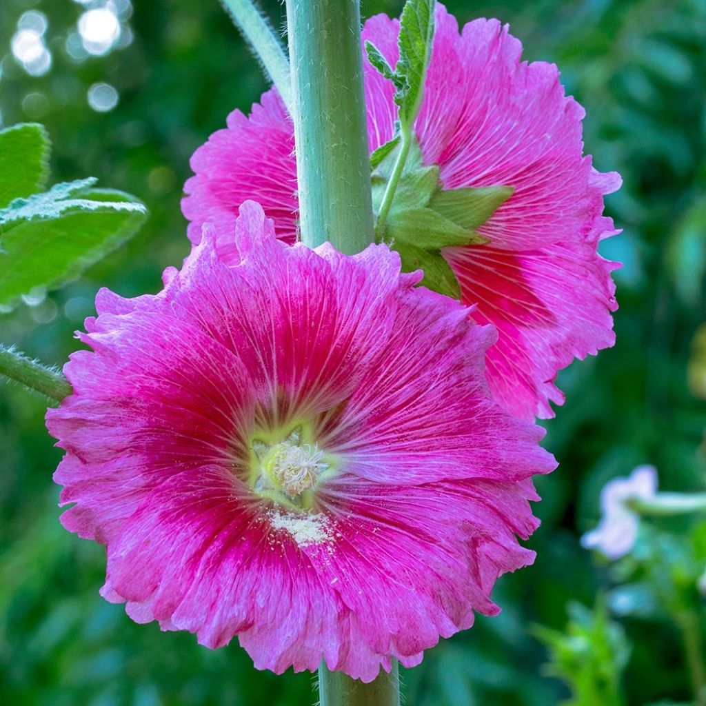 Alcea ficifolia - Malva real