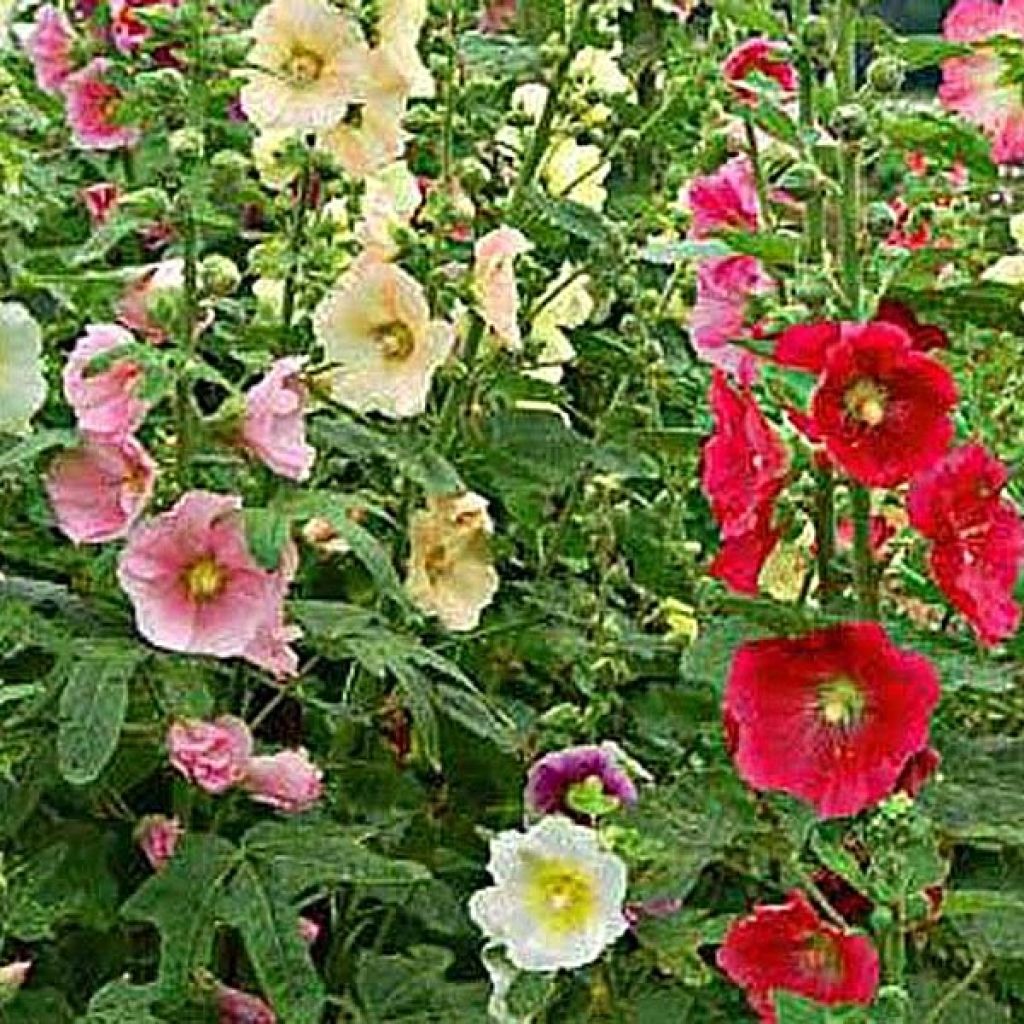 Alcea ficifolia - Malva real