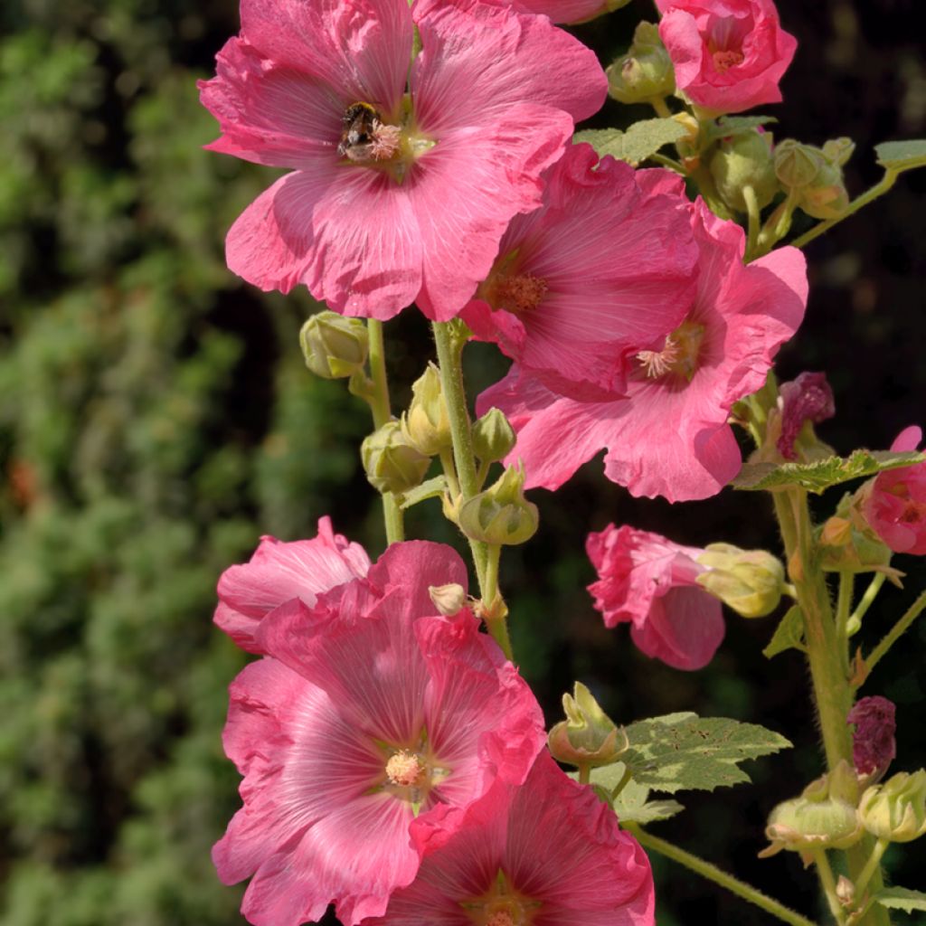 Alcea ficifolia - Malva real