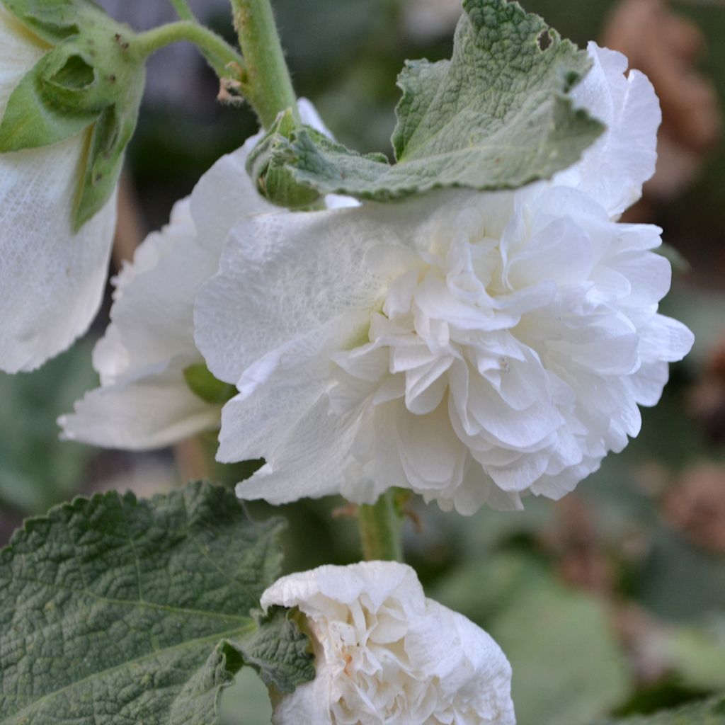 Alcea rosea Chater’s Double Icicle - Malva real