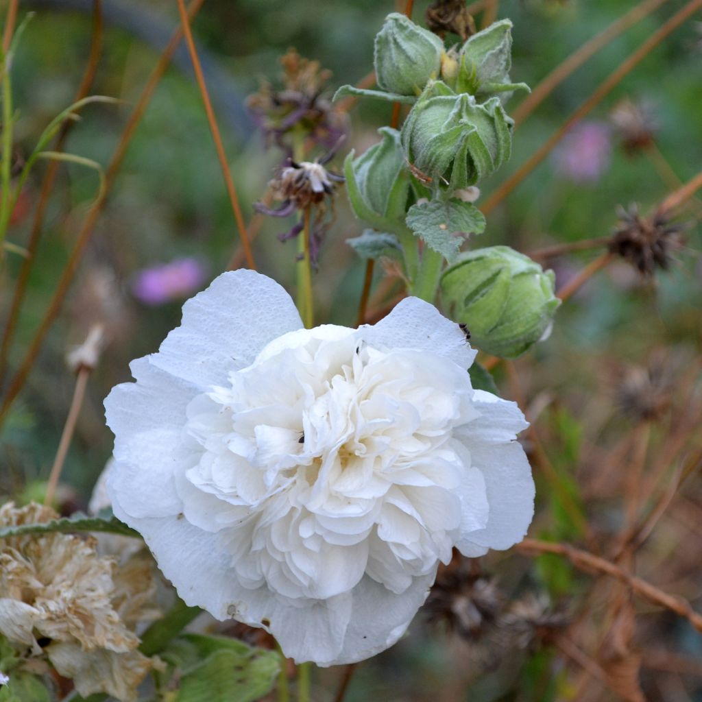 Alcea rosea Chater’s Double Icicle - Malva real