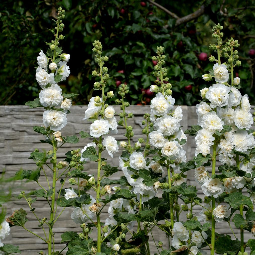 Alcea rosea Chater’s Double Icicle - Malva real