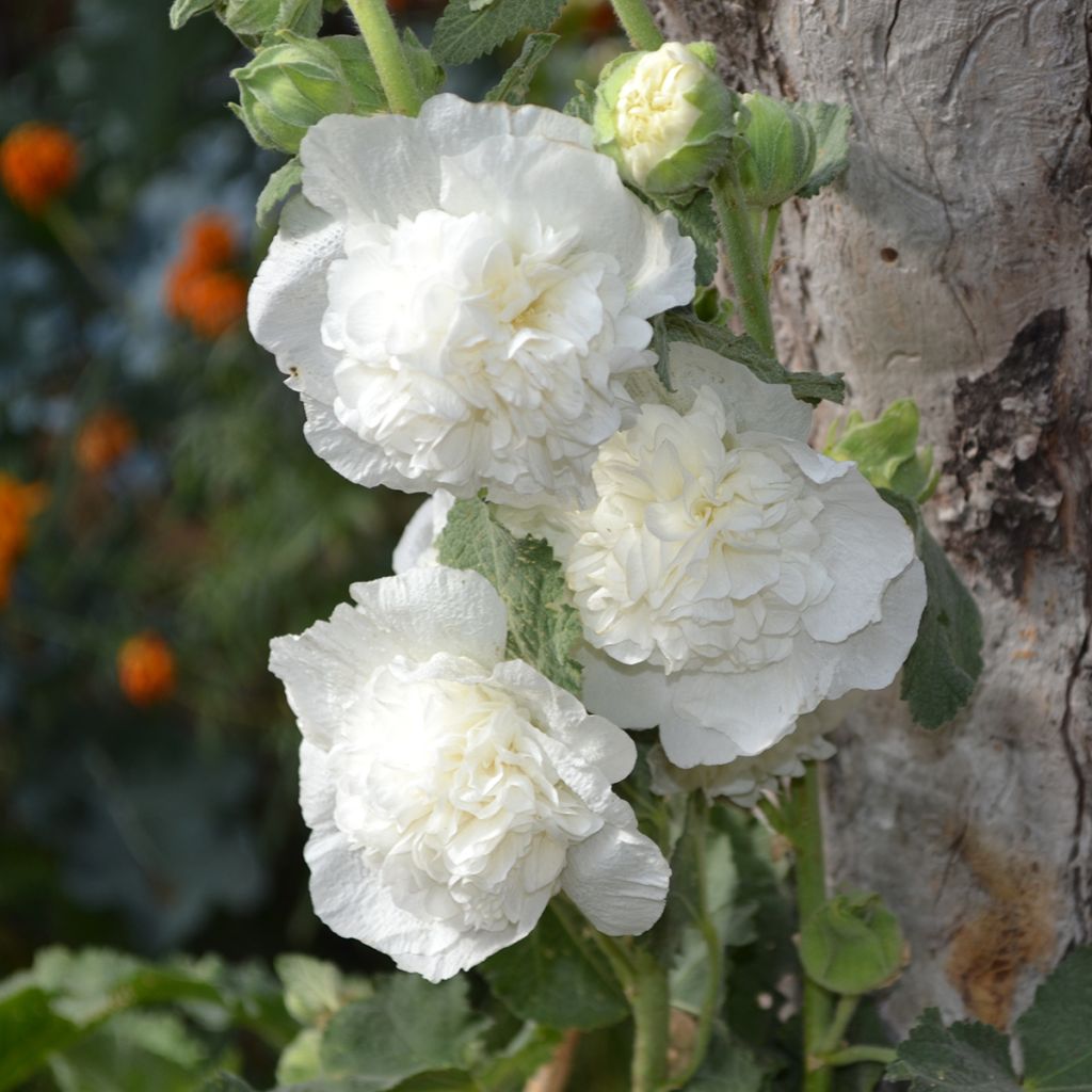 Alcea rosea Chater's Double White - Malva real