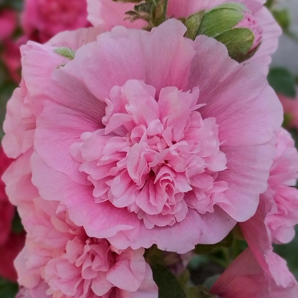 Alcea rosea Appleblossom - Malva real