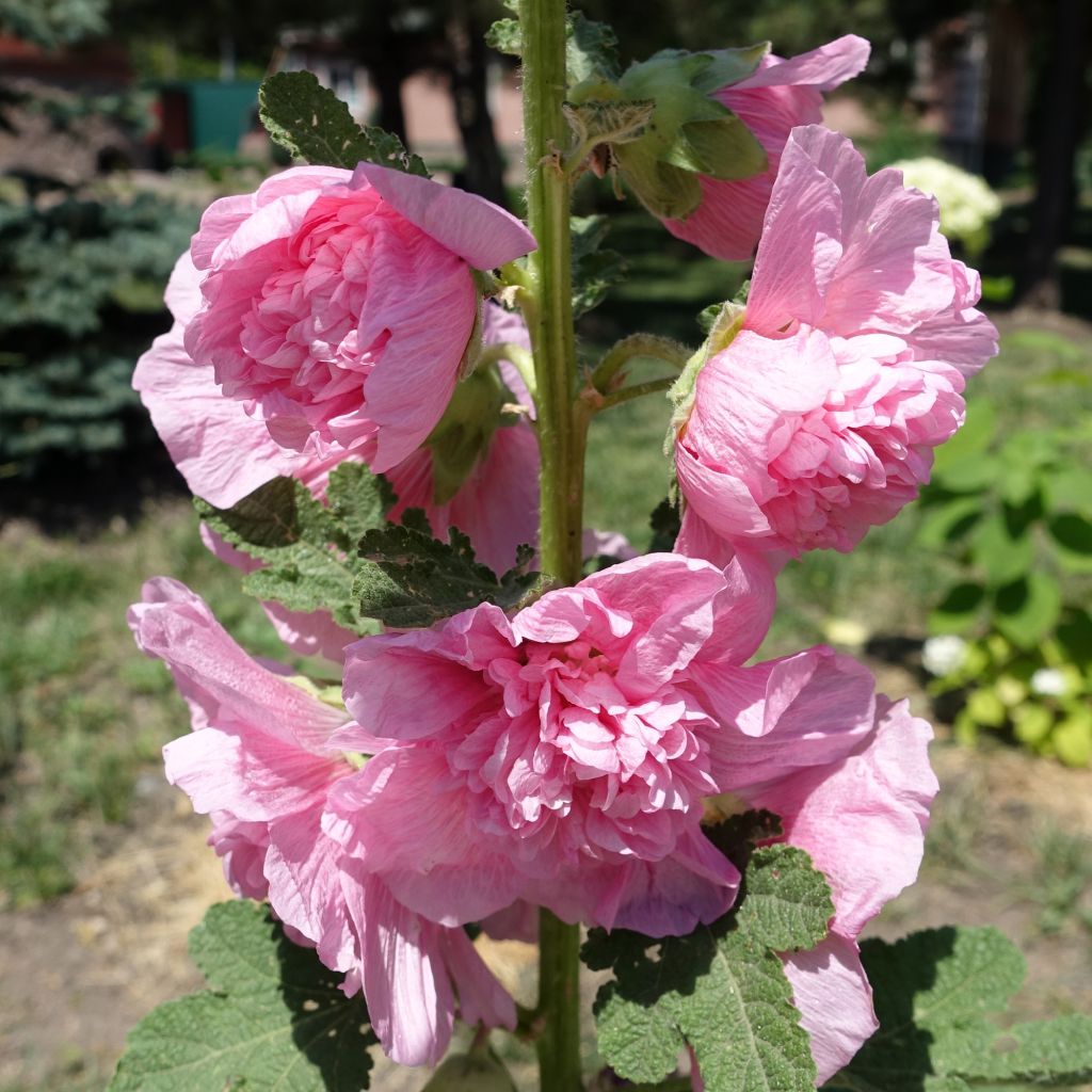 Alcea rosea Appleblossom - Malva real