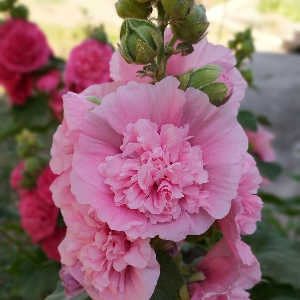 Alcea rosea Chater's Double Rose - Malva real