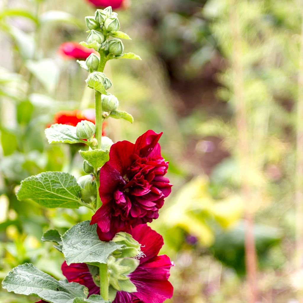 Alcea rosea Chatter's Red - Malva real