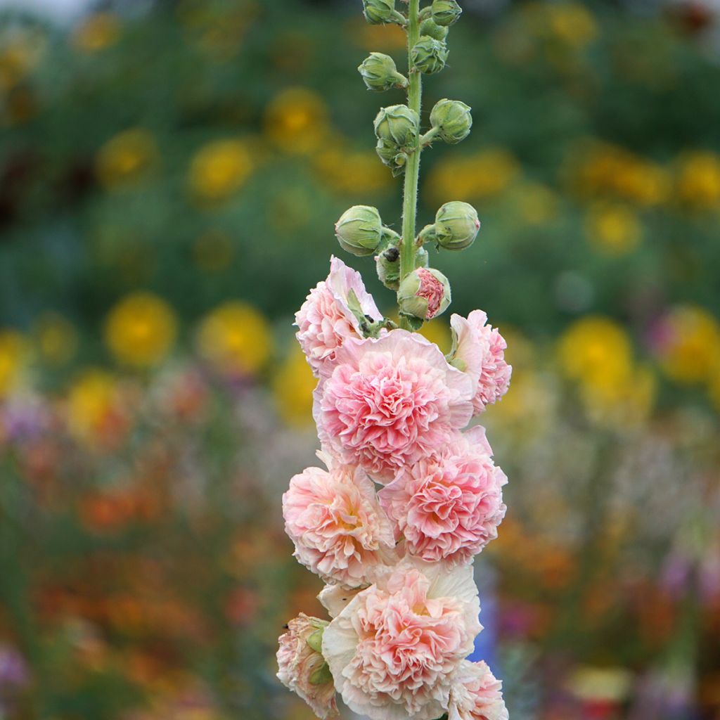 Alcea rosea Chater's Double saumon - Malva real