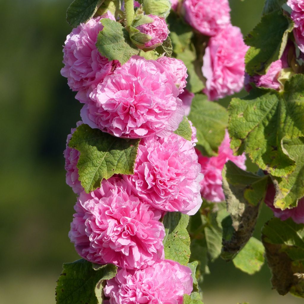 Alcea rosea Chater's Double Rose-Pink (semillas) - Malva real