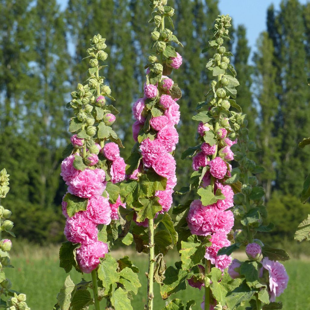 Alcea rosea Chater's Double Rose-Pink (semillas) - Malva real