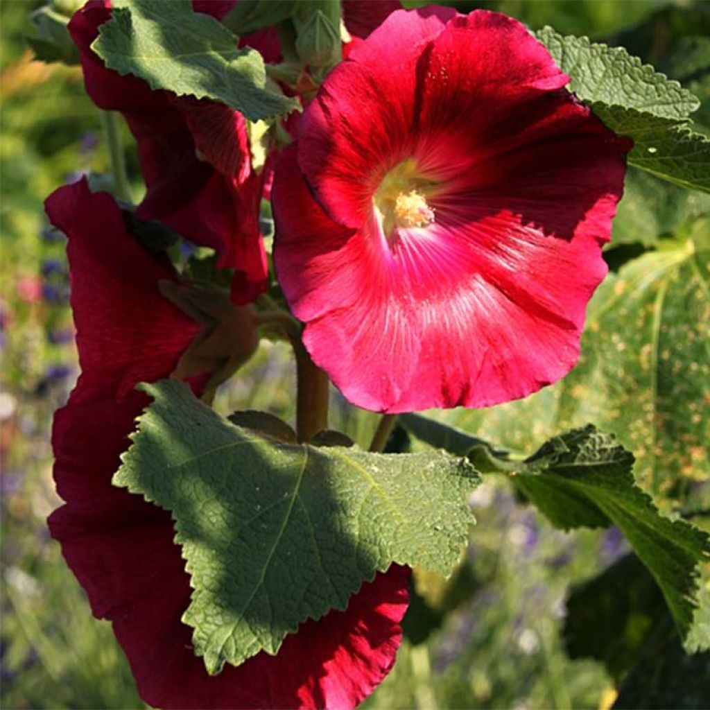 Alcea rosea Mars Magic - Malva real