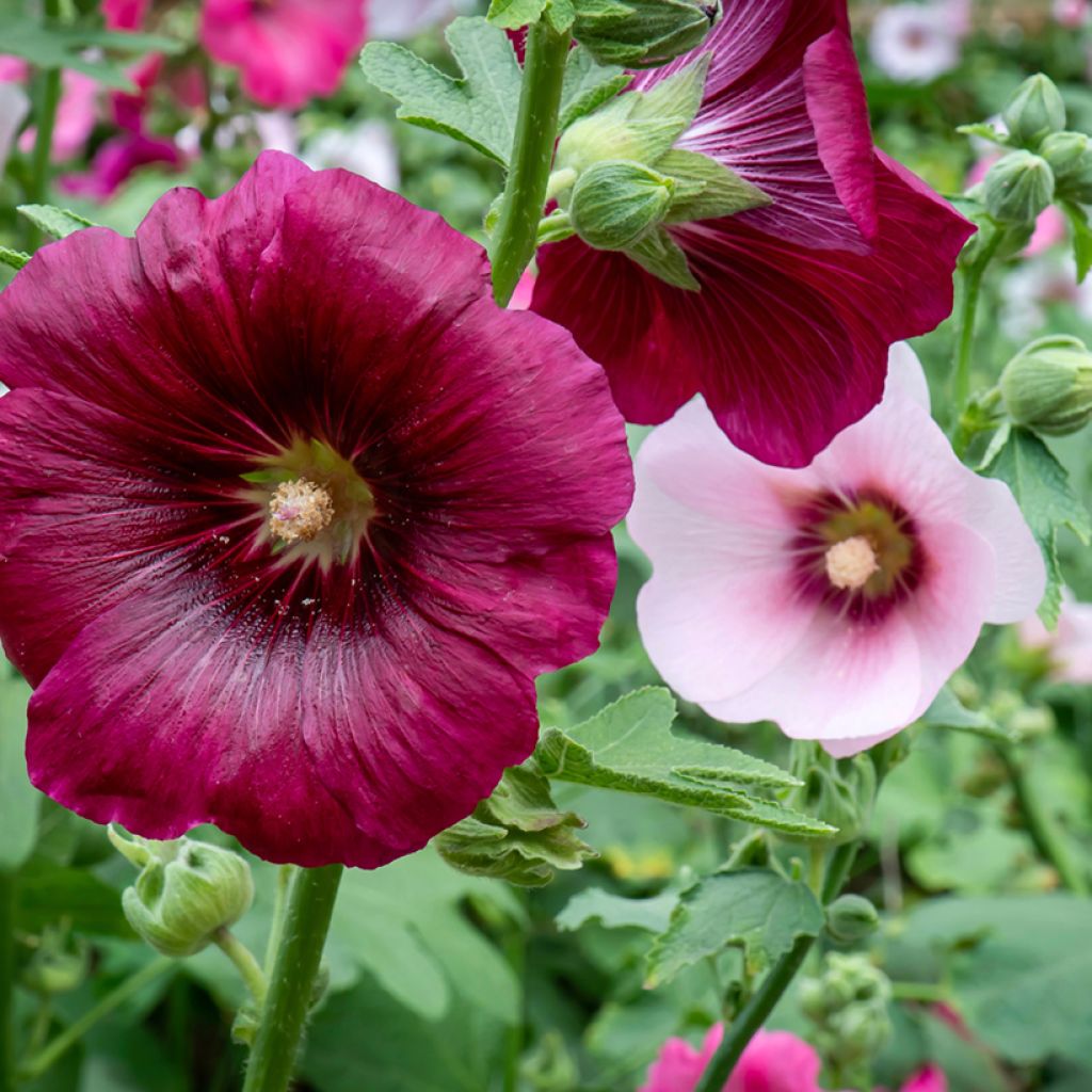 Alcea rosea Simplex - Malva real