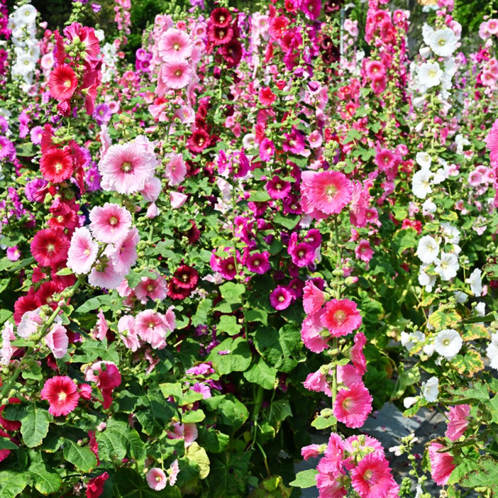 Alcea rosea Simplex - Malva real