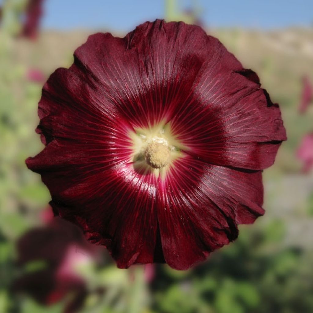 Rose Trémière noire, Alcea rosea Nigra