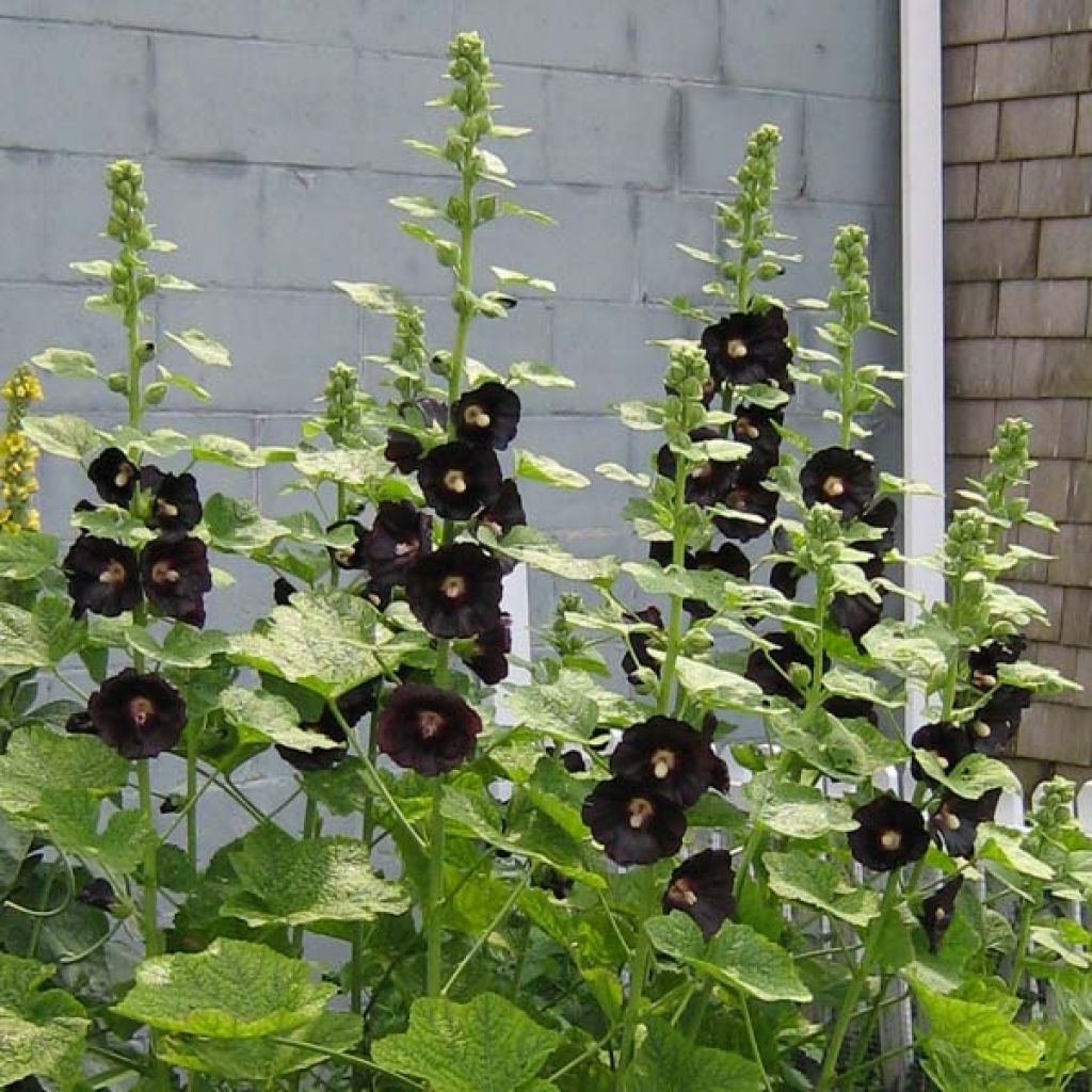 Rose Trémière noire, Alcea rosea Nigra