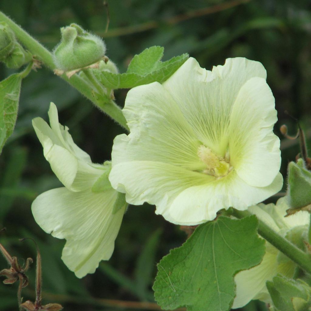 Alcea rugosa - Malva real