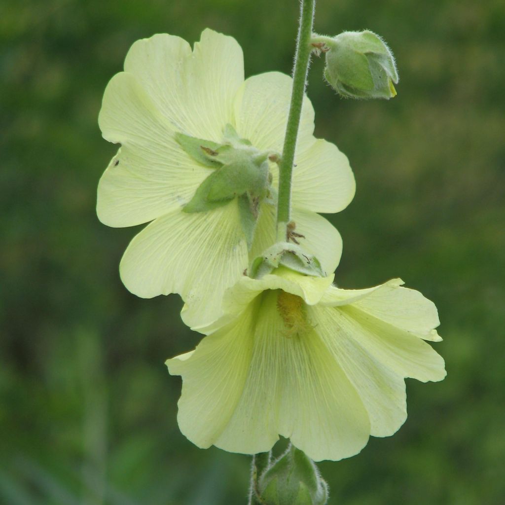 Alcea rugosa - Malva real