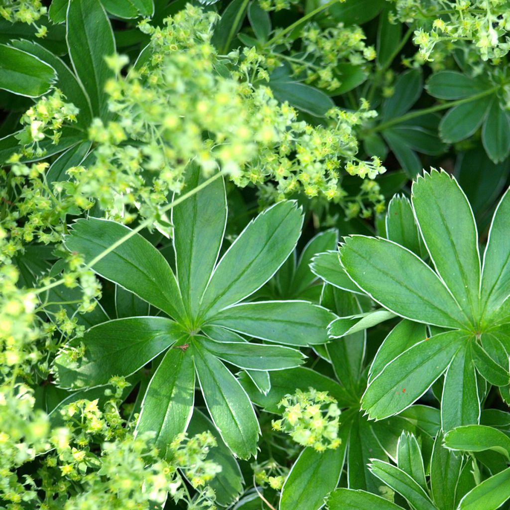 Alchemilla alpina - Alquemila