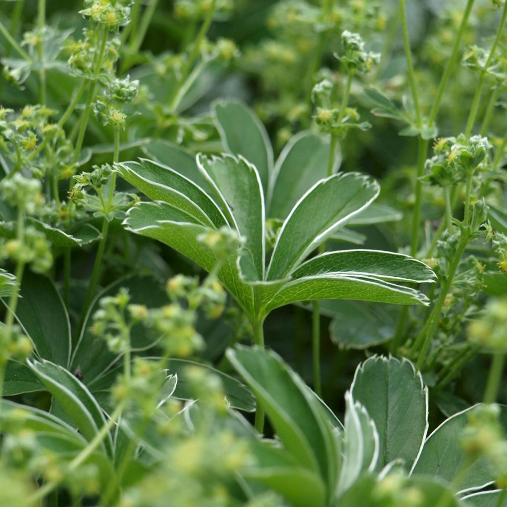 Alchemilla alpina - Alquemila