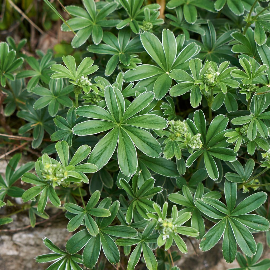 Alchemilla alpina - Alquemila