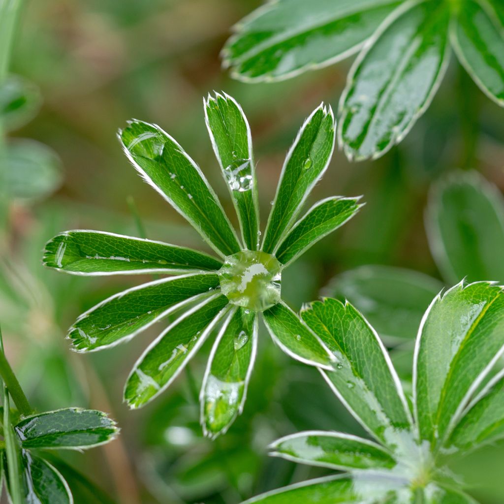 Alchemilla alpina - Alquemila