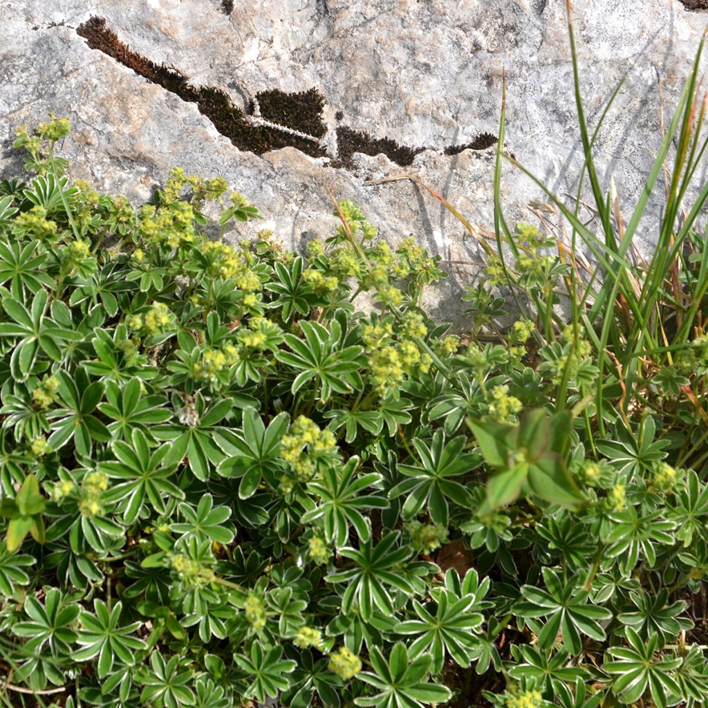 Alchemilla alpina - Alquemila