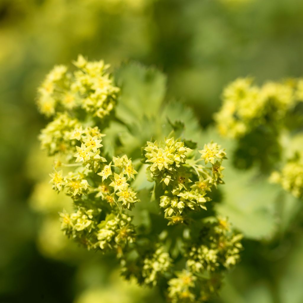 Alchemilla epipsila - Alquemila