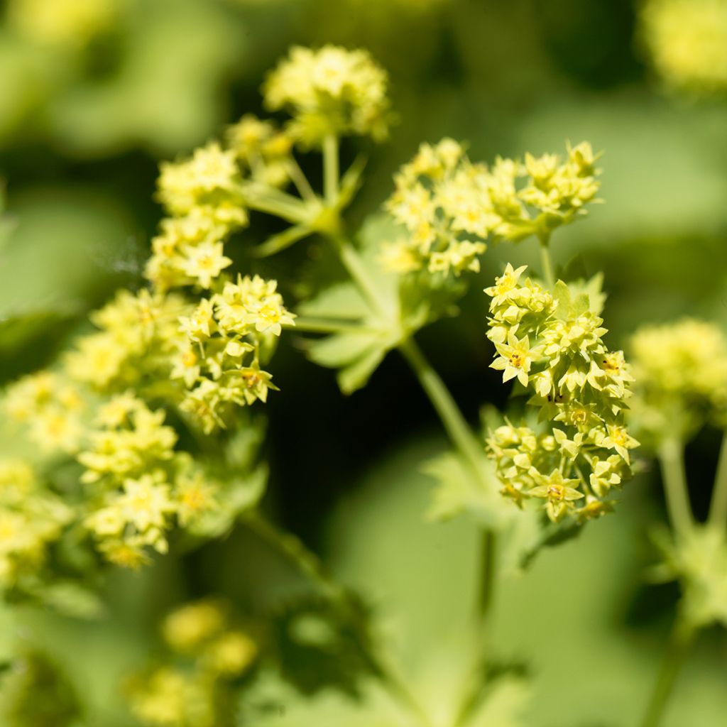 Alchemilla epipsila - Alquemila