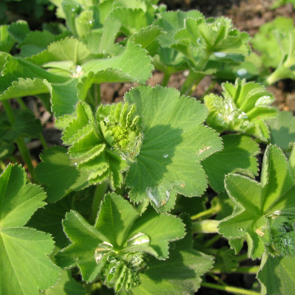 Alchemilla epipsila - Alquemila