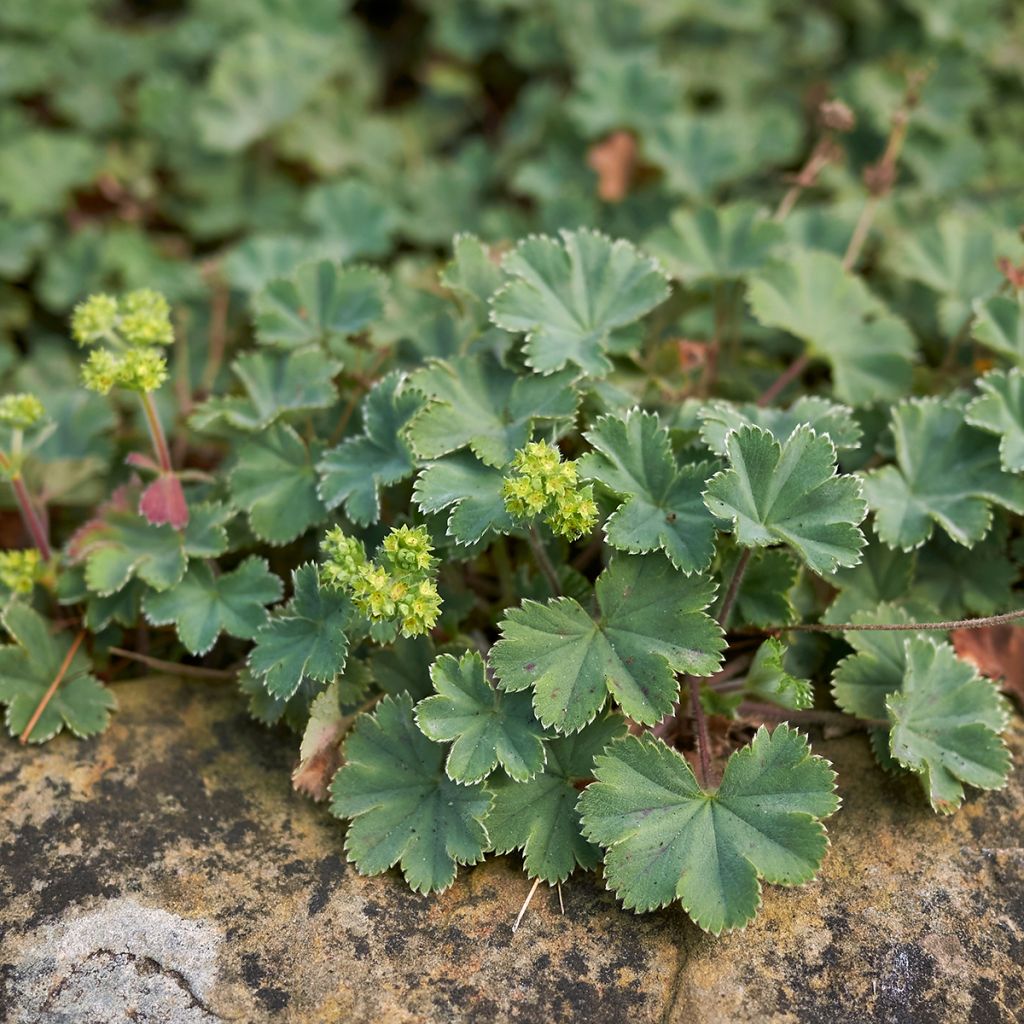 Alchemilla erythropoda - Alquemila