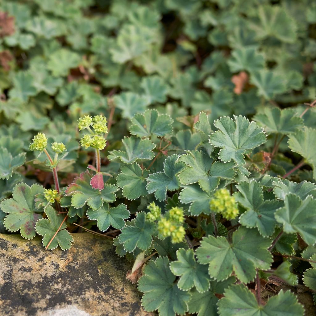 Alchemilla erythropoda - Alquemila