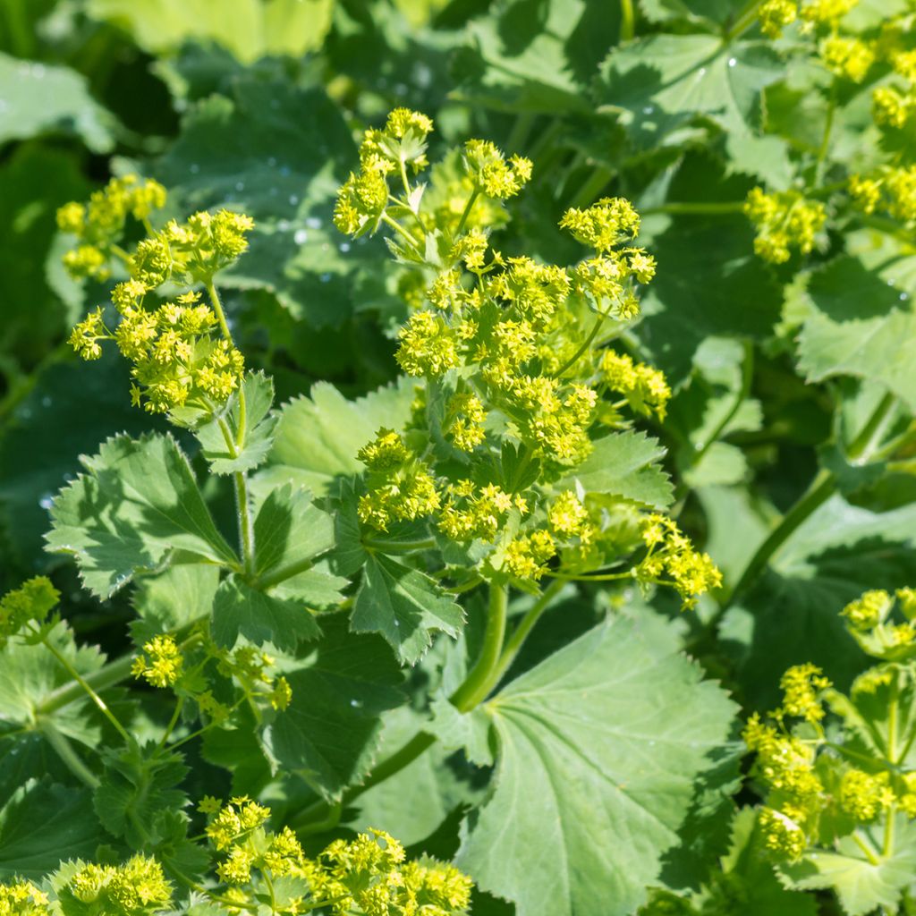 Alchemilla mollis - Alquémila