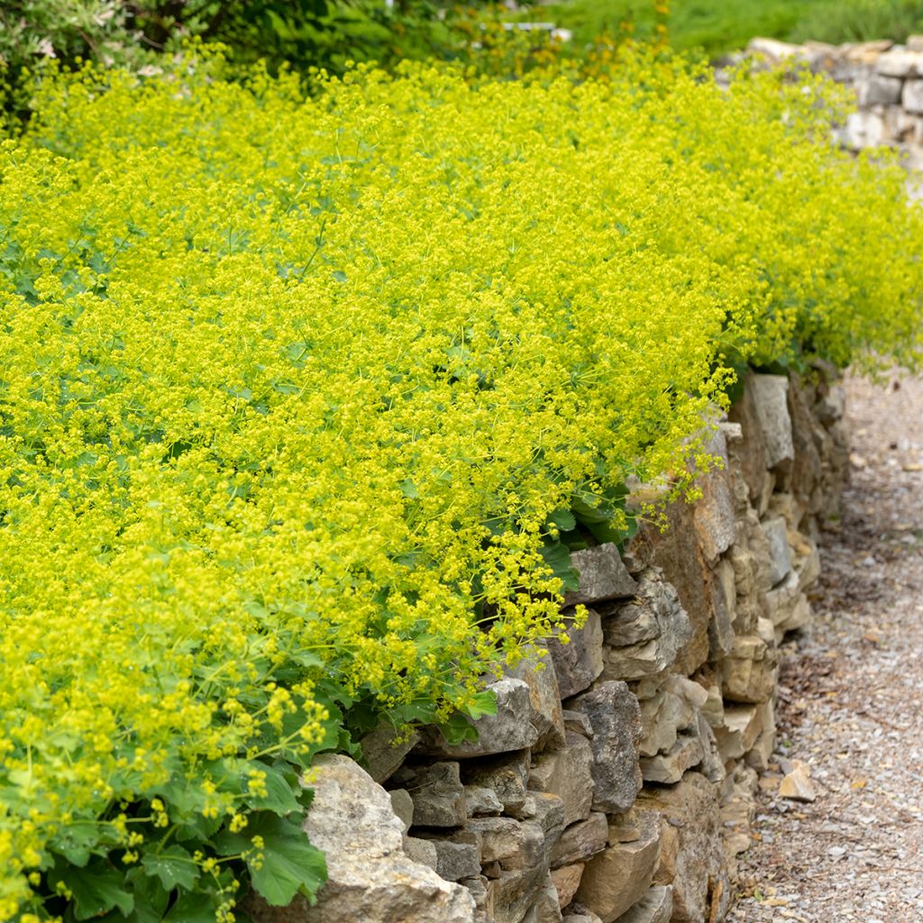 Alchemilla mollis - Alquémila