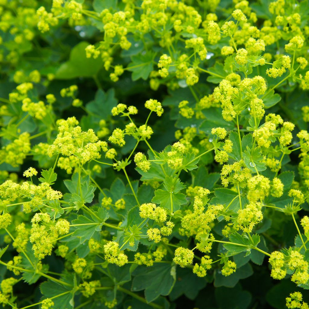 Alchemilla mollis - Alquémila