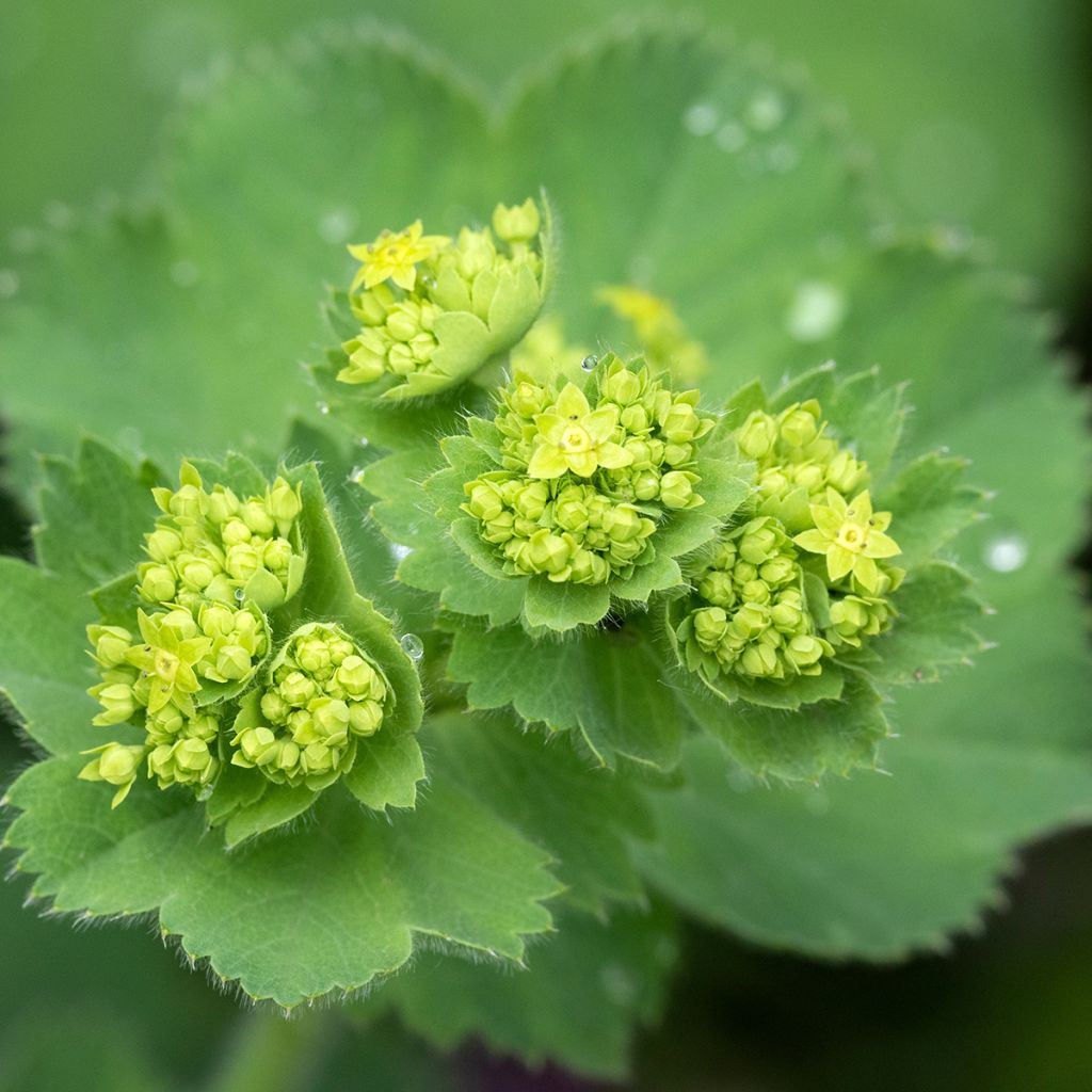 Alchemilla mollis - Alquémila