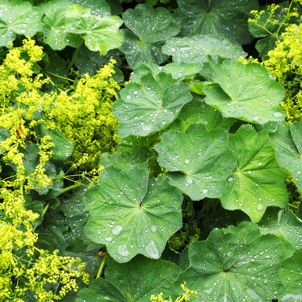 Alchemilla vulgaris - Manto de la Dama