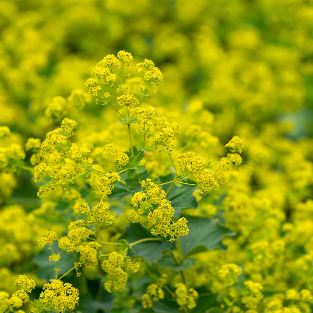 Alchemilla vulgaris - Manto de la Dama