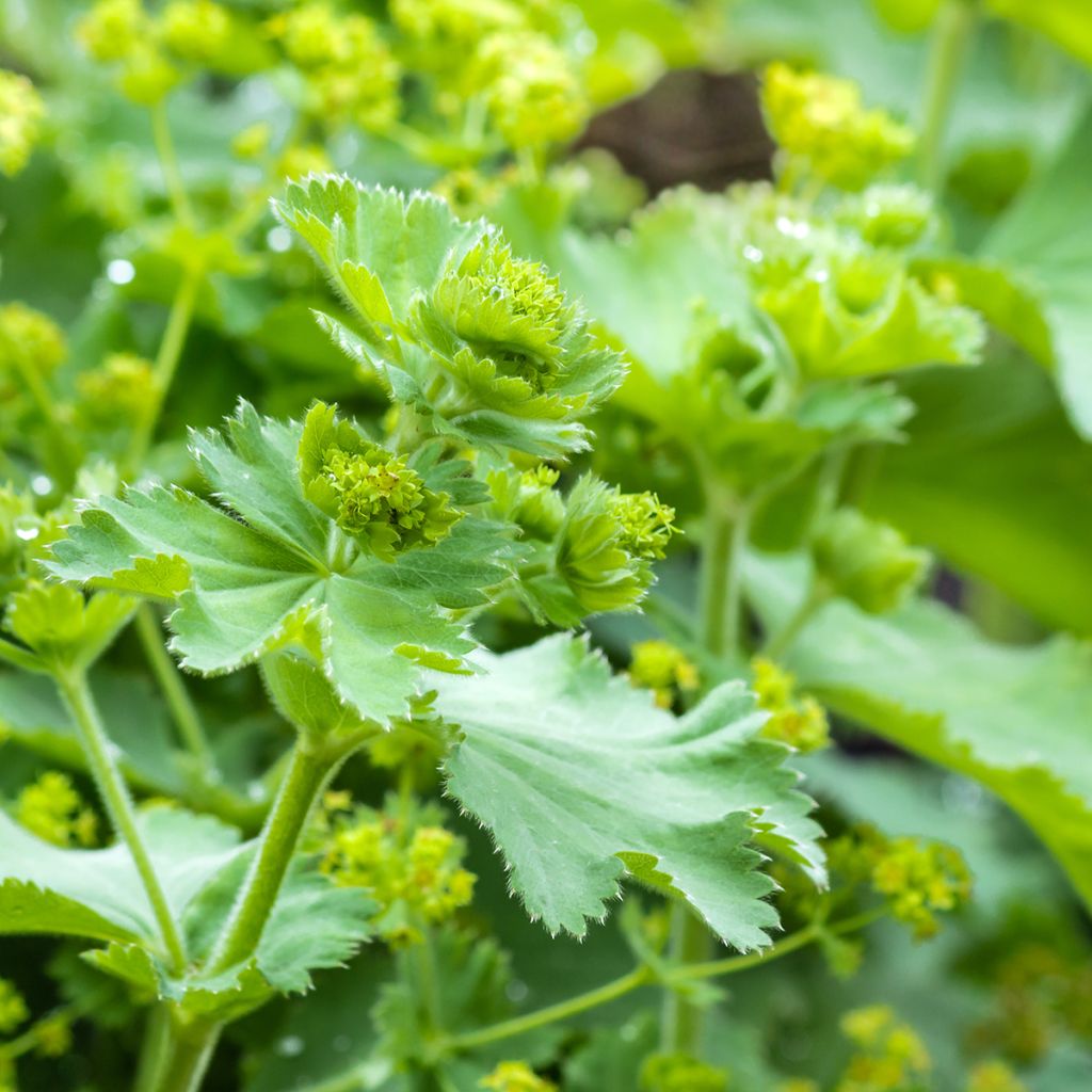 Alchemilla vulgaris - Manto de la Dama