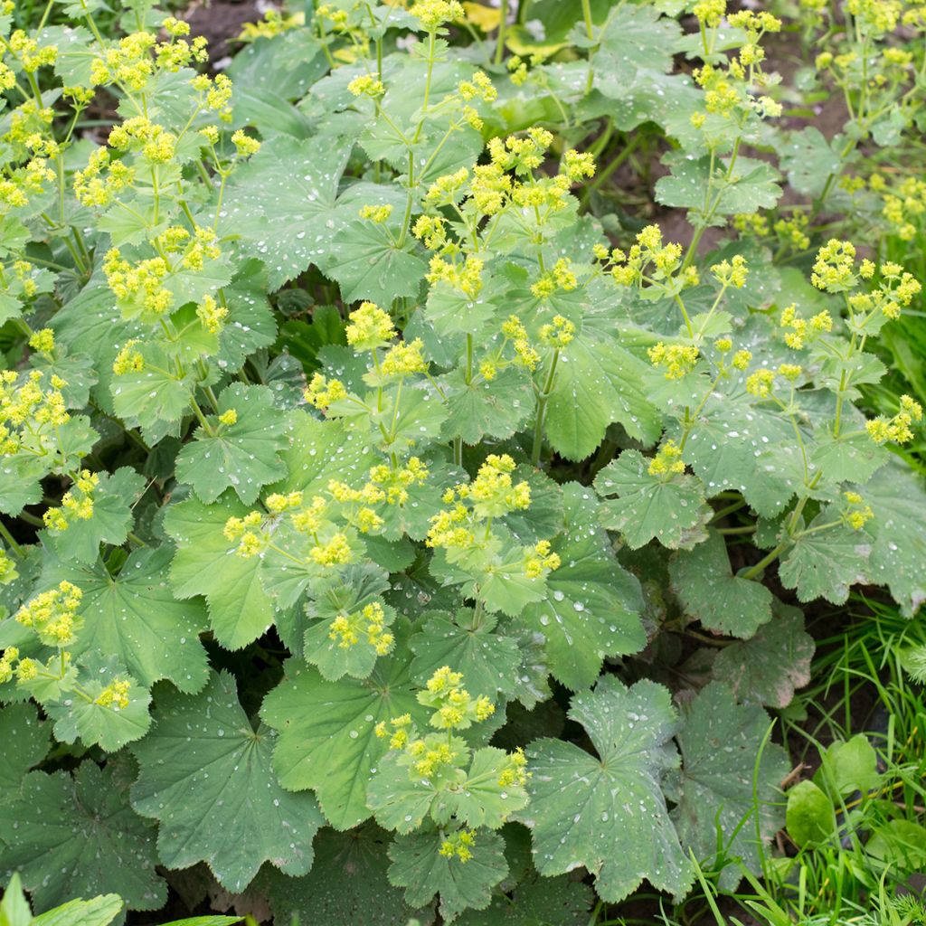 Alchemilla vulgaris - Manto de la Dama