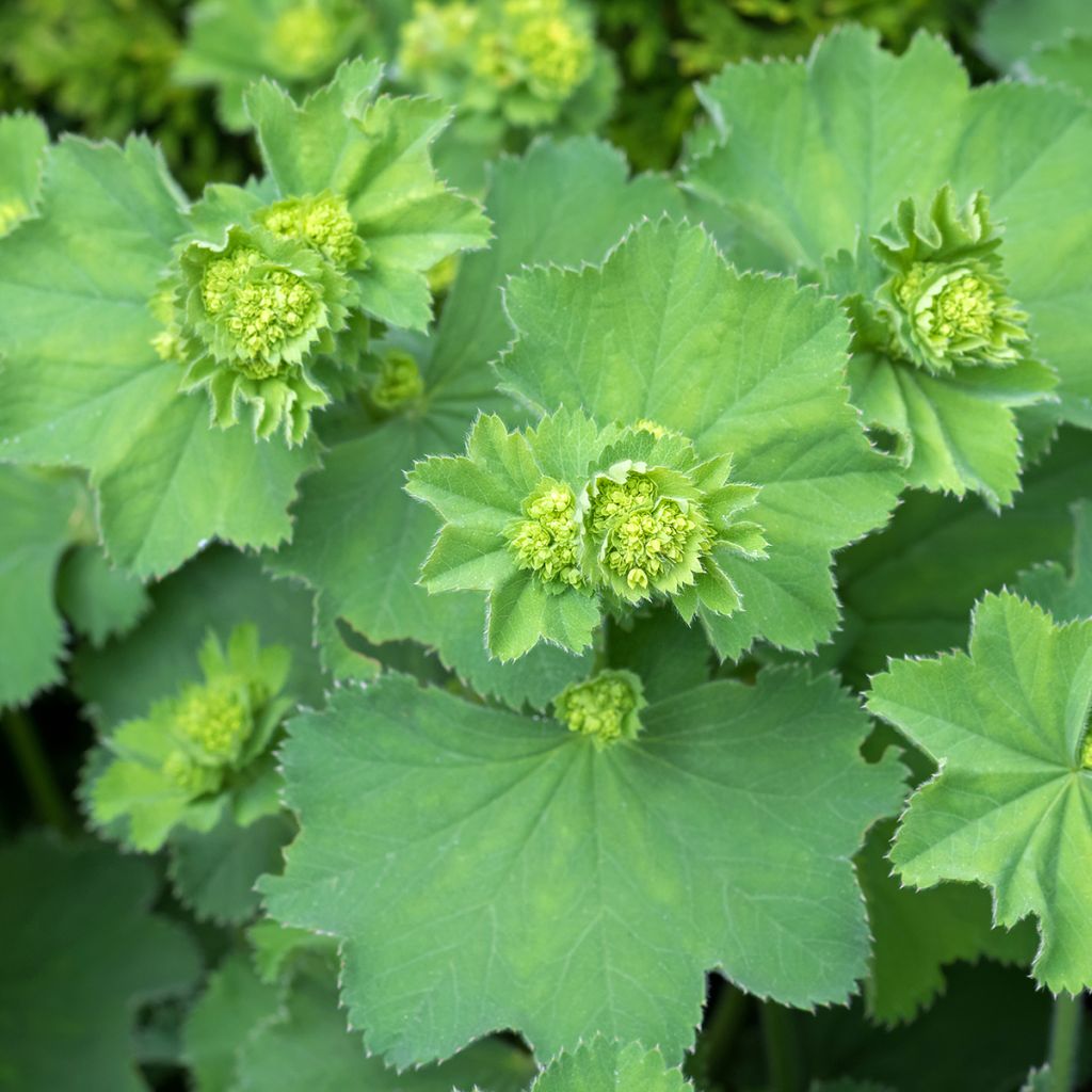 Alchemilla vulgaris - Manto de la Dama